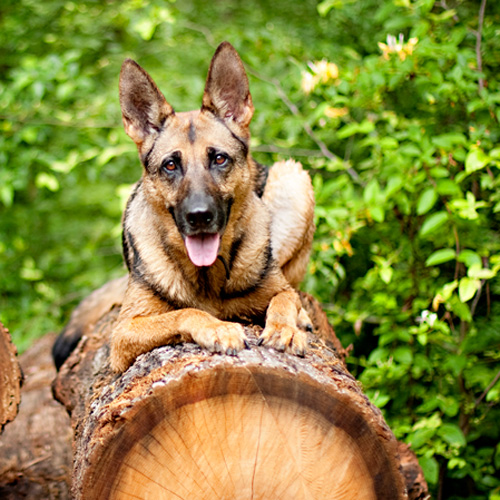 Service Dog on a Log | Paws Then Play LLC Charlotte NC
