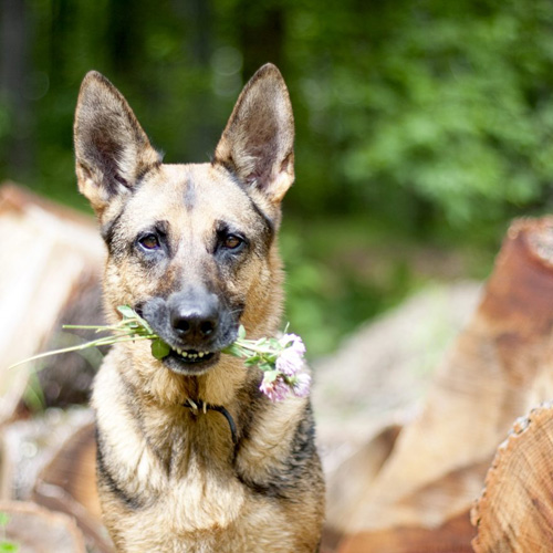 Service Dog Holds Flowers | Paws Then Play LLC Charlotte NC