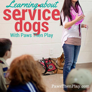 Paws Then Play LLC Charlotte NC | Learning About Service Dogs