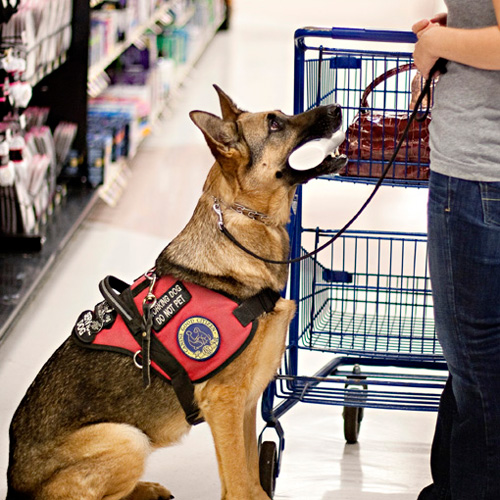 Service Dogs in Grocery Store | Service Dog Awareness