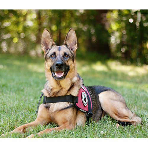 Service Dog Awareness Education | Paws Then Play LLC Charlotte NC