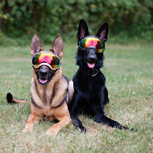 Service Dogs in Goggles | Service Dog Awareness